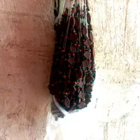 میلوفروشی