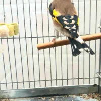 سهره جفتی قناری شلاقی بخون