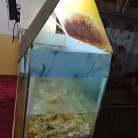 فروش آکواریوم|ماهی|بندر کنگان, |دیوار