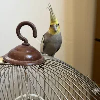 یه جفت طوطی عروس دستی نر و ماده تخم گذار