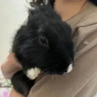 واگذاری خرگوش|موش و خرگوش|شیراز, غدیر شمالی|دیوار