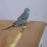 مرغ عشق|پرنده|ایلام, |دیوار