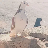 کفتر|پرنده|زید آباد, |دیوار