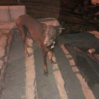 سگ دوبرمن ماده|سگ|مشهد, شترک|دیوار