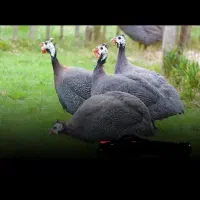 تخم مرغ چینی