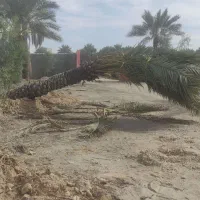 انواع نخل های تنه 4تا6متر|خدمات باغبانی و درختکاری|قائم‌شهر, |دیوار