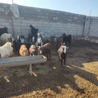 بز داشتی|حیوانات مزرعه|بهبهان, |دیوار