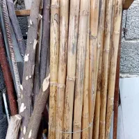 نی خیزران دونه ای ۲۰ تومن