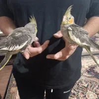 دوتاجوجه عروس هلندی کاملاسرحال دوتاباهم۱/۲۰۰|پرنده|اهواز, کوی سعدی|دیوار