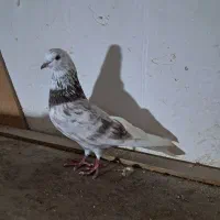 کبوترگرفته شده بصورت یکجا فروش|پرنده|سنگر, |دیوار