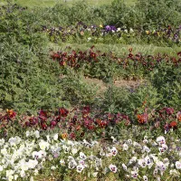 استخدام نیروی کارگری فضای سبز