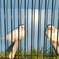جفت فنچ اف دبلیو
