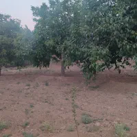 فروش باغ گردو قیمت مناسب|فروش دفتر صنعتی، کشاورزی، تجاری|تویسرکان, |دیوار