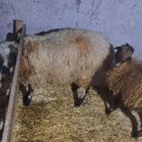 فروش بره نر