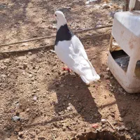 کفتر طوقی ماده|پرنده|زید آباد, |دیوار