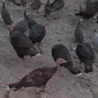 بوقلمون محلی ارگانیک