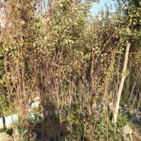 نهال انار|گل و گیاه طبیعی|ماهدشت, |دیوار