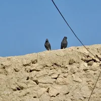 کبوتر پرشی و مسافتی|پرنده|محمدبار, |دیوار