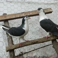 جفت قزوینی(ساده)، ماده تک قزوینی ، کله دم سفید