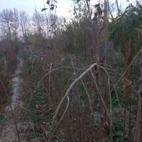 توت مجنون یا توت ملقی