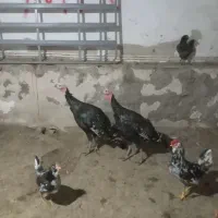 دوتابوقلمون نر۸ماهه سالم وسرحال بزرگ شده توروستا|حیوانات مزرعه|باسمنج, |دیوار