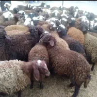 بره .میش.شیشک