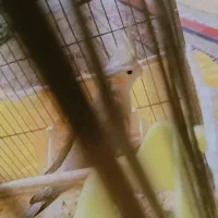 عروس هلندی ماده اهویی اماده 6تخم