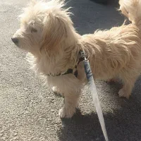 سگ شیتزوتری|سگ|بجنورد, |دیوار