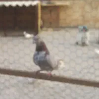 نر وماده سالم همه پرشین یکجفت سرور ویکماده زدی|پرنده|تهران, بازار|دیوار