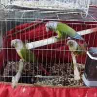 ....|لوازم جانبی حیوانات|سراوان, |دیوار