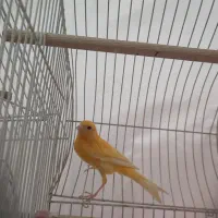 قناری نر پرتقالی بخون