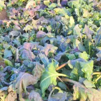 فروش چغدر.دامی.خرد وعمده.قیمت مناسب