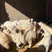 حیوانات ماهان