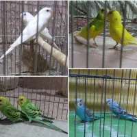 مرغ عشق و طوطی کوتوله در همه رنگ و تخم کبوتر|پرنده|قم, سربخش|دیوار