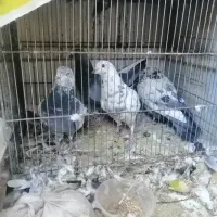 کفتر یاکبوتر|پرنده|قم, لبچال|دیوار