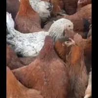 مرغ|حیوانات مزرعه|اراک, |دیوار