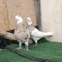 طوقی اجری 1یک|پرنده|شاهینشهر, عطار|دیوار