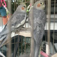 یک جفت عروس هلندی ۸ ماهه