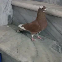 کبوتر قجله نر|پرنده|بکتاش, |دیوار