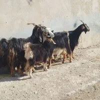 چبیش بز کهره