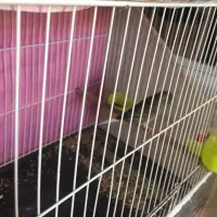 قناری|پرنده|مشهد, محمدآباد|دیوار