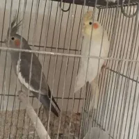 عروس هلندی مولد|پرنده|قم, دانش|دیوار