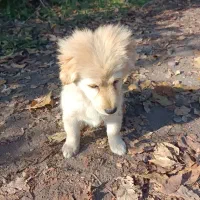 توله سگ اشپیتز