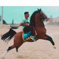 کره مادیون درشوری|اسب و تجهیزات اسبسواری|زرندیه, |دیوار