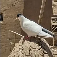 کفتر مشهدی