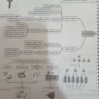 جزوه نموداری زیست شناسی  هر سه پایه