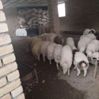 بره نر|حیوانات مزرعه|ماهیدشت, |دیوار