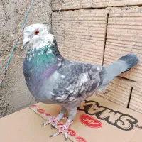 کبوتر مسافتی نر کله ماستی|پرنده|فردیس, سپید دشت|دیوار