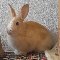 خرگوش زیبا و بازیگوش