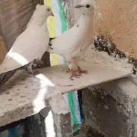 ۱۰عددکوبوتر غریب دیواندره